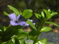 /album/i-miei-acquari/bacopa-caroliniana-4-jpg1/